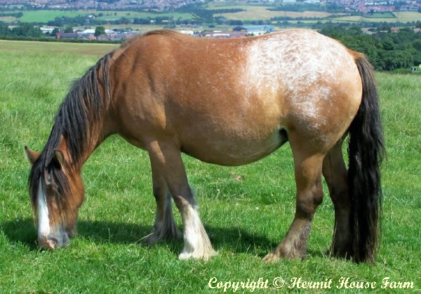 hermits ghost rosette